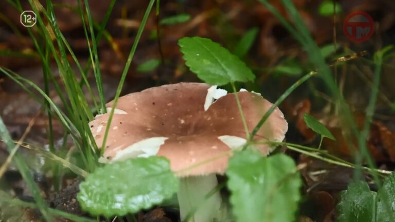 🍄 «Тихая охота» в самом разгаре