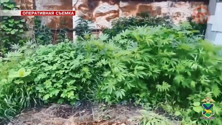 ✔️ Почти пятнадцать с половиной тысяч кустов наркосодержащих растений изъято у жителей края