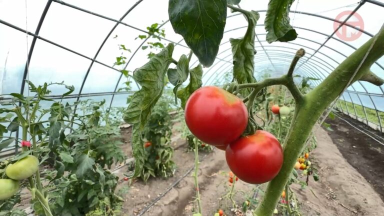 🍅 Сегодня (19-го августа) в России отмечают день томатов