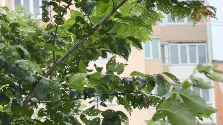 🌧 Далеко не летней будет погода в последние дни августа в Приморье!