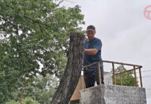 ✔️ Ветхие деревья исчезают с улиц Уссурийска