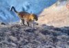 🐆 Более 200 леопардов под защитой двух стран