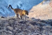 🐆 Более 200 леопардов под защитой двух стран
