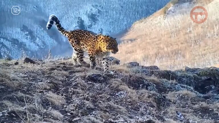 🐆 Более 200 леопардов под защитой двух стран