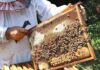 🐝 60 килограммов липового мёда удалось получить пчеловодам округа с одного улья этим летом