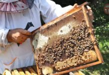 🐝 60 килограммов липового мёда удалось получить пчеловодам округа с одного улья этим летом