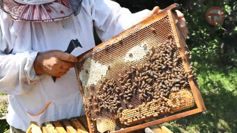 🐝 60 килограммов липового мёда удалось получить пчеловодам округа с одного улья этим летом