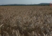 🌾 Ранние зерновые убирают на полях Уссурийского округа