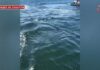 🦈 Акулу встретили в черте Владивостока