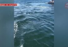 🦈 Акулу встретили в черте Владивостока