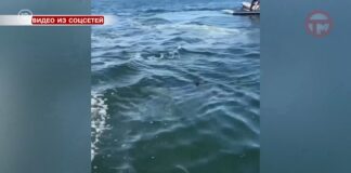 🦈 Акулу встретили в черте Владивостока