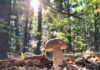 🍄🟫 Боровик, коровка, медвежаник, глухарь