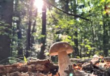 🍄🟫 Боровик, коровка, медвежаник, глухарь