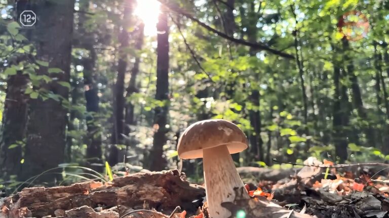 🍄‍🟫 Боровик, коровка, медвежаник, глухарь