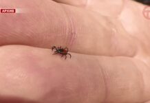 🕷 Число обращений снижается — специалисты фиксируют уменьшение количества пациентов с укусами клещей
