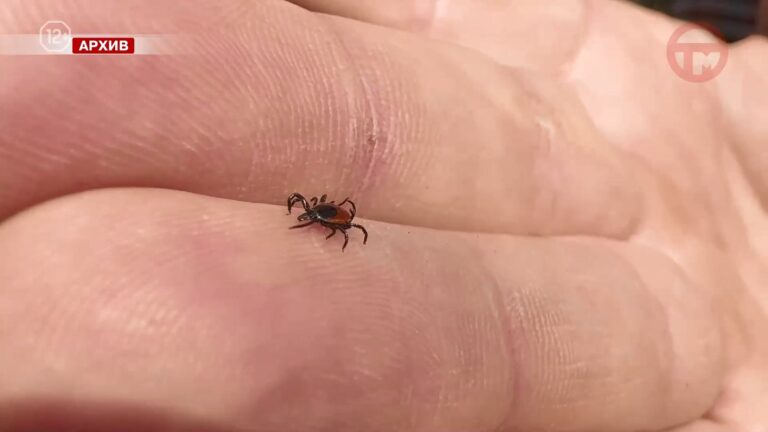 🕷 Число обращений снижается — специалисты фиксируют уменьшение количества пациентов с укусами клещей