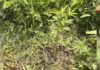 ✔️ Полсотни кустов конопли обнаружили у жителя Новоникольска