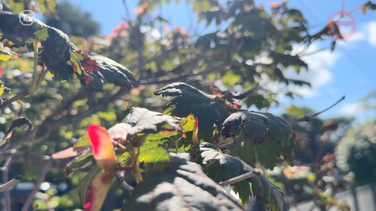 🍂 Солнечно и с постепенной прохладой