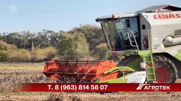 🌱🚜 Эксперимент на уссурийских полях — рапс убирают в Пуциловке