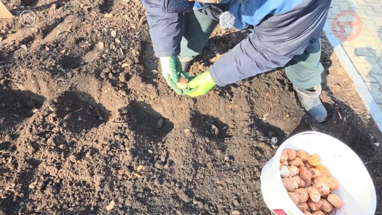 🌷🍂 Около трёх тысяч тюльпанов высаживают на улицах Уссурийска